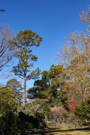 Pine Tree by The Gate
